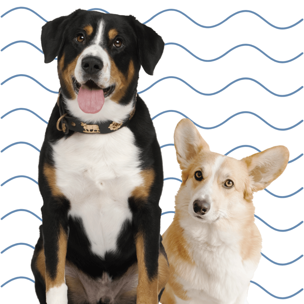 Vonore, TN 37885 Veterinary Services Tellico Bay AH