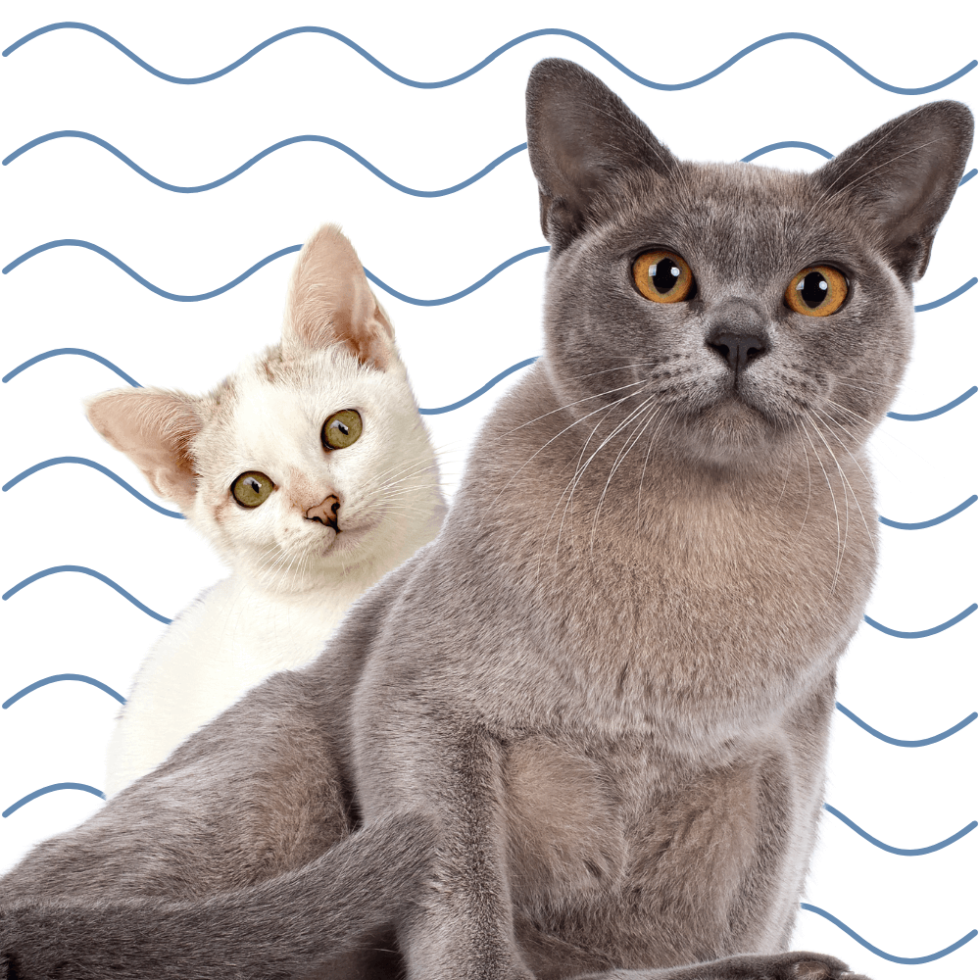 Vonore, TN 37885 Veterinary Services Tellico Bay AH